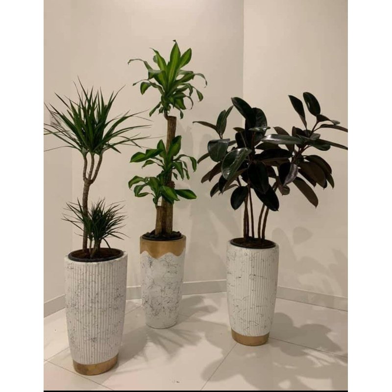 Screenshot_20210703-170218__01.jpg Office Plants Bundle 3pc Best Seller Money Back Guarantee - Image 1
