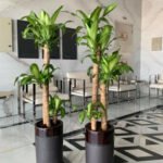 Office Plant Fortune Plant Big (Each)