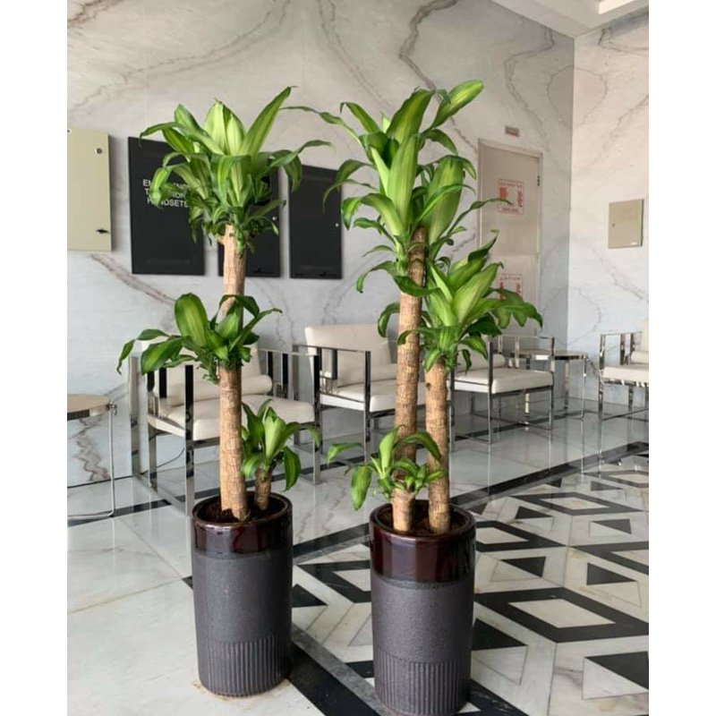 Screenshot_20210703-170244__01.jpg Office Plant Fortune Plant Big (Each) - Image 1