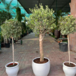 Outdoor Plants Olive Bundle (3pcs) - Image 2