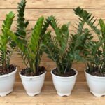 Zizi in white pot Each