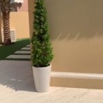 Ficus Giant Each - Image 2