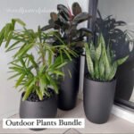 Outdoor Plants Bundle in Black Ceramic Matte