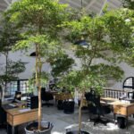 Shady Lady Tree 2.5m to 3m Plants Dubai