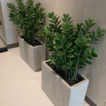 Snake Plant in Fiber Long Pot UAE