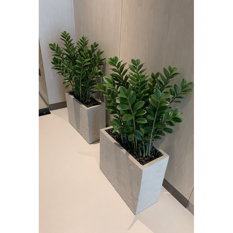 Snake_Plant_in_Fiber_Long_Pot_UAE.png Snake Plant in Fiber Long Pot UAE - Image 1