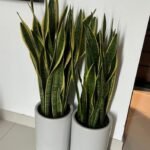 Snakeplant Big in White Ceramic Each Indoor Plants UAE