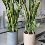 Snakeplant Each Promo Indoor Plants UAE