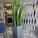 Snakeplant Premium in Fiber Pot Indoor Plants UAE - Image 2