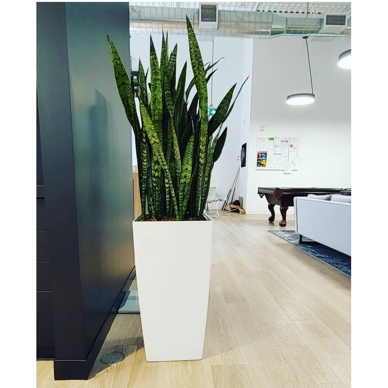Snakeplant_Premium_in_Fiber_Pot_Indoor_Plants_UAE.jpg Snakeplant Premium in Fiber Pot Indoor Plants UAE - Image 1