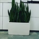 Snakeplant in Fiber Premium Office Plants UAE