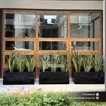 Snakeplant in Rectangle Fiber Pot Privacy Plants UAE