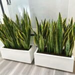 Snakeplant in Rectangle Pot Indoor Plants UAE at 90-110cm
