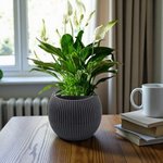 Spathiphyllum Plant - Peace Lily - White Sails - Spathe Flower - Image 2