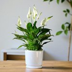 Spathiphyllum Plant - Peace Lily - White Sails - Spathe Flower - Image 3