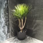 Spineless Agave in Fiber 2m Plants UAE