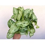 Syngonium White Butterfly Plant - Image 2