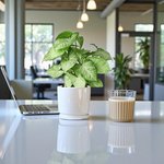 Syngonium White Butterfly Plant - Image 5