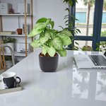 Syngonium White Butterfly Plant - Image 4