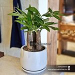 Table Pachira Plant Dubai