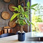 Table Pachira Plant Dubai - Image 2