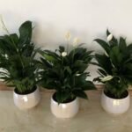Table Plant 3 Peace lily Bundle in UAE