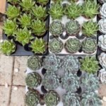 Table Plant Desk Plant Succulent Indoor Plants Dubai