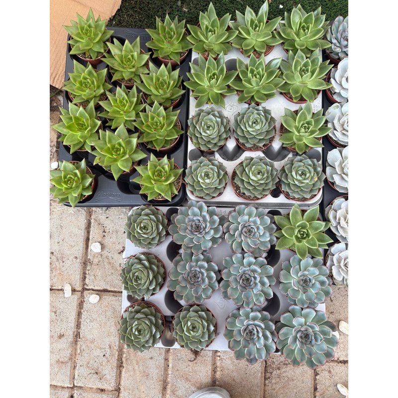 Table_Plant_Desk_Plant_Succulent_Indoor_Plants_DUbai.jpg Table Plant Desk Plant Succulent Indoor Plants Dubai - Image 1