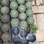 Table Plant Desk Plant Succulent Indoor Plants Dubai - Image 3
