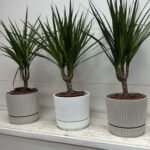 Table Plant Dracaena Indoor Plants Dubai