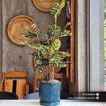 Table Plant Prayer Plant UAE