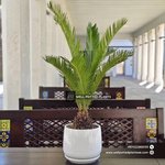 Table Plant Sago Palm at 30-40cm