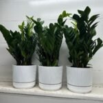 Table Plant Zizi Bundle 3pc Indoor Plants UAE