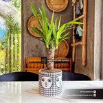 Table Yukka Plant UAE