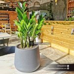 Table Zizi Plant UAE