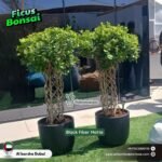 Twisted Ficus Bonsai Premium in Fiber Plants UAE