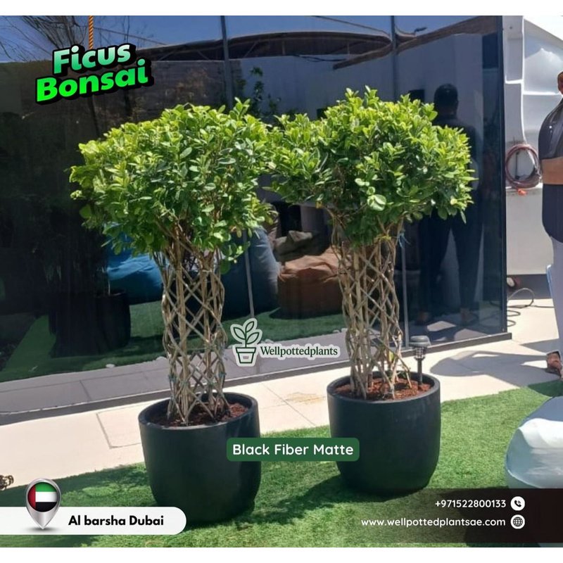 Twisted_Ficus_Bonsai_Premium_in_Fiber_Plants_UAE.jpg Twisted Ficus Bonsai Premium in Fiber Plants UAE - Image 1