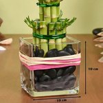 Two Layer Lucky Bamboo in Square Glass Vase - Image 3