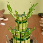 Two Layer Lucky Bamboo in Square Glass Vase - Image 2