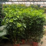 Umbrella Promo Outdoor Plant Dubai