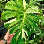 Variegated Monstera Plants UAE