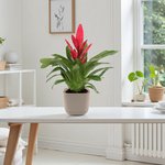 Vriesea Plant - Flaming Sword - Image 2