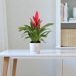 Vriesea Plant - Flaming Sword - Image 3