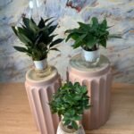Water Plants Bundle NEW