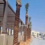 Washingtonia Palm Premium 2m Plants UAE