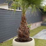 Washingtonia Palm Super Large in Fiber Outdoor Plants UAE
