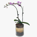 Variegated Mini Orchid in Glass Vase - Image 3