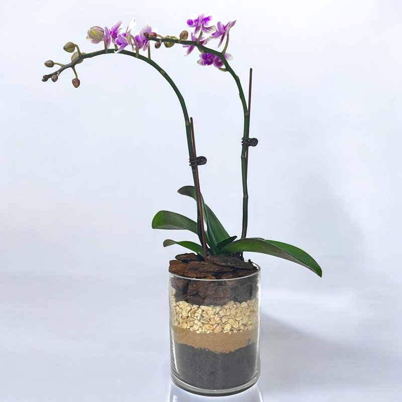 WhatsApp-Image-2024-11-14-at-13.59-Photoroom-2.jpg Variegated Mini Orchid in Glass Vase - Image 1