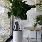 Fiddle Plant Medium|160cm