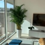 Big Areca ( 8-10 feet )
